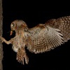 Vyrecek maly - Otus scops - European Scops-Owl 7794